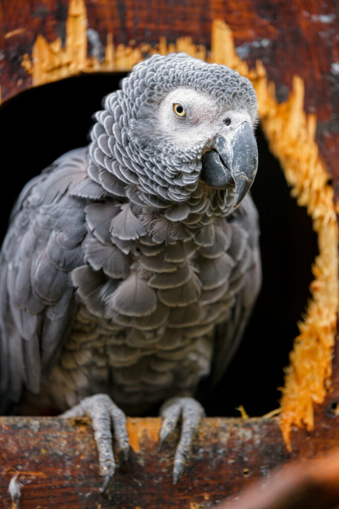 Elegant African Grey Parrot Wallpaper on Rugged Brown Tree Background