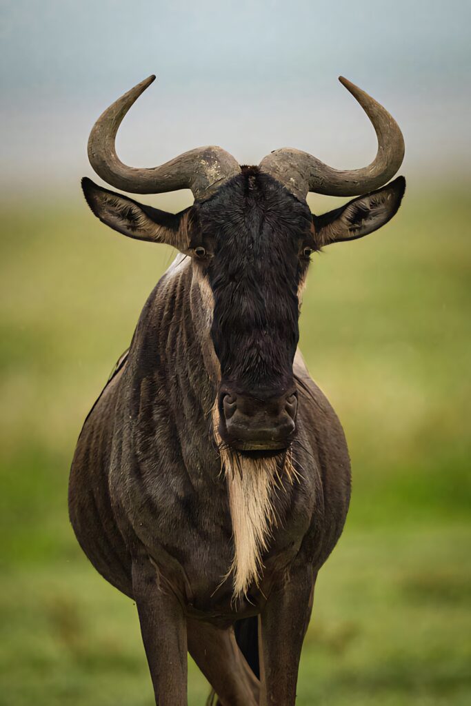 Stunning African Landscape Wallpaper: Graceful Wildebeest in Savanna