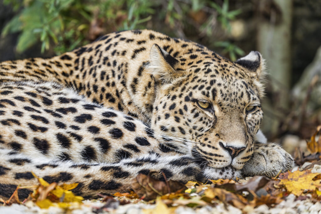 Stunning African Leopard Wallpaper Amidst Vibrant Leaves Background
