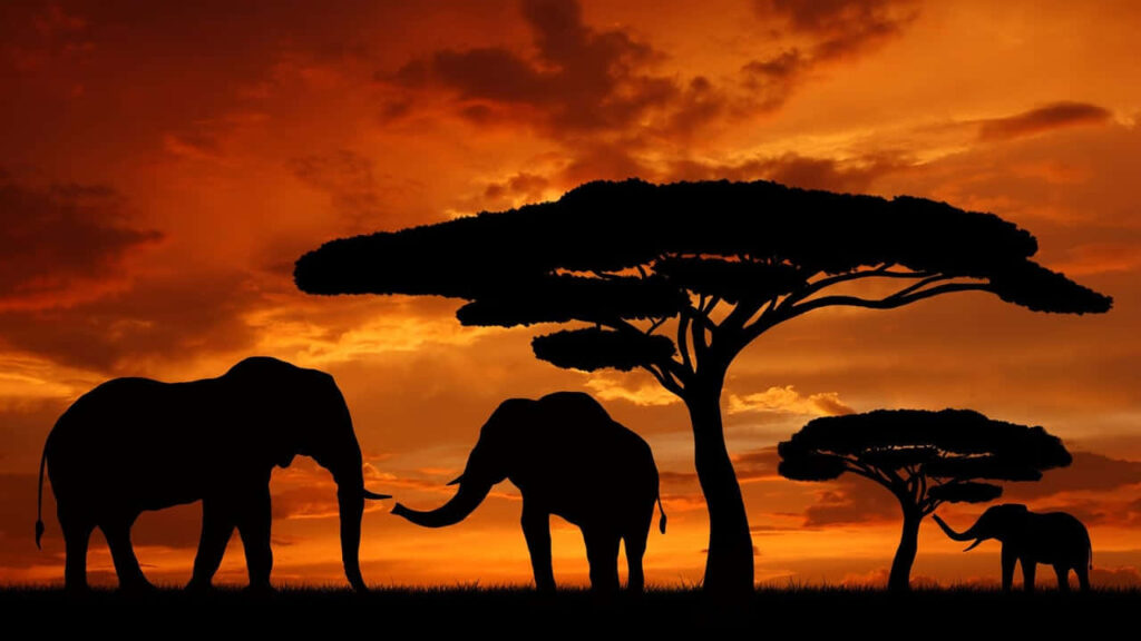 Stunning African Sunset Wallpaper: Elephants & Acacia Silhouettes