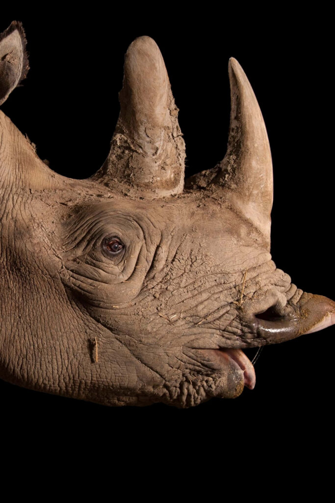 Majestic African White Rhinoceros Wallpaper on Dark Background