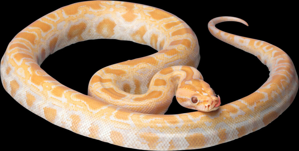 Albino Python: Elegant Coiling with Striking Yellow and White Scales Wallpaper
