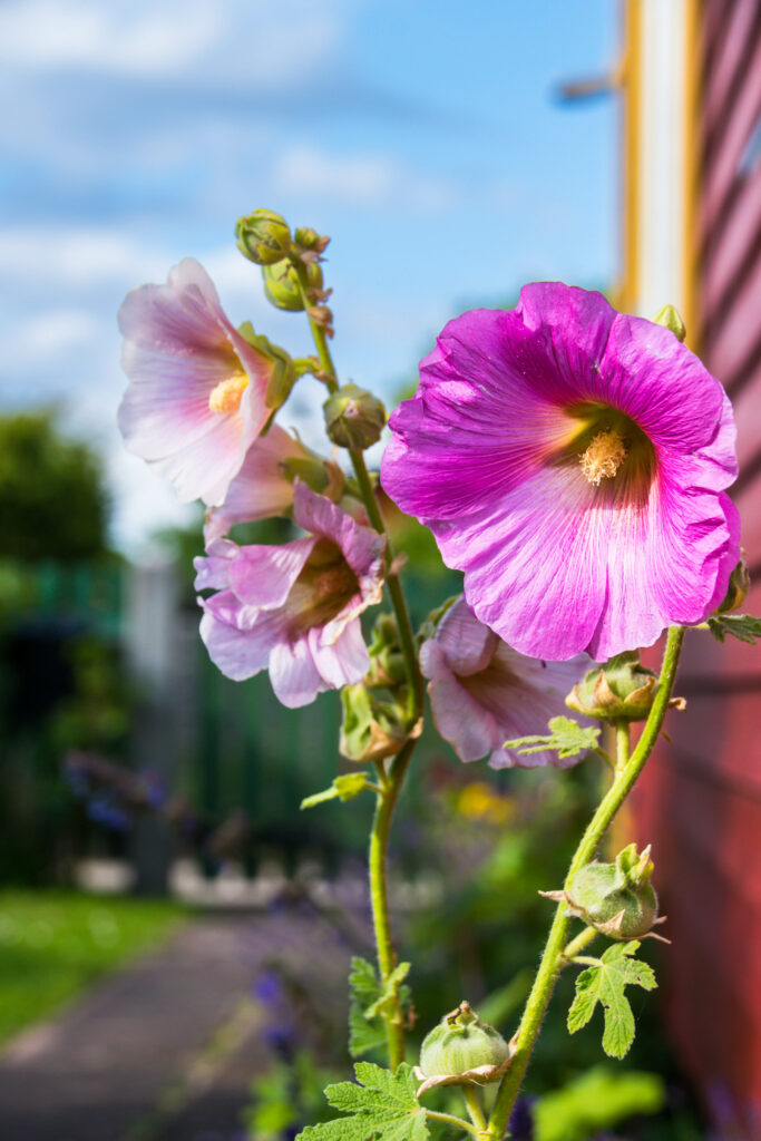 Vibrant Alcea Flowers Wallpaper: Macro Bloom with Blurred Background