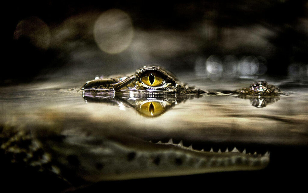 Captivating Alligator Eye Wallpaper: Intense Gaze & Water Reflection