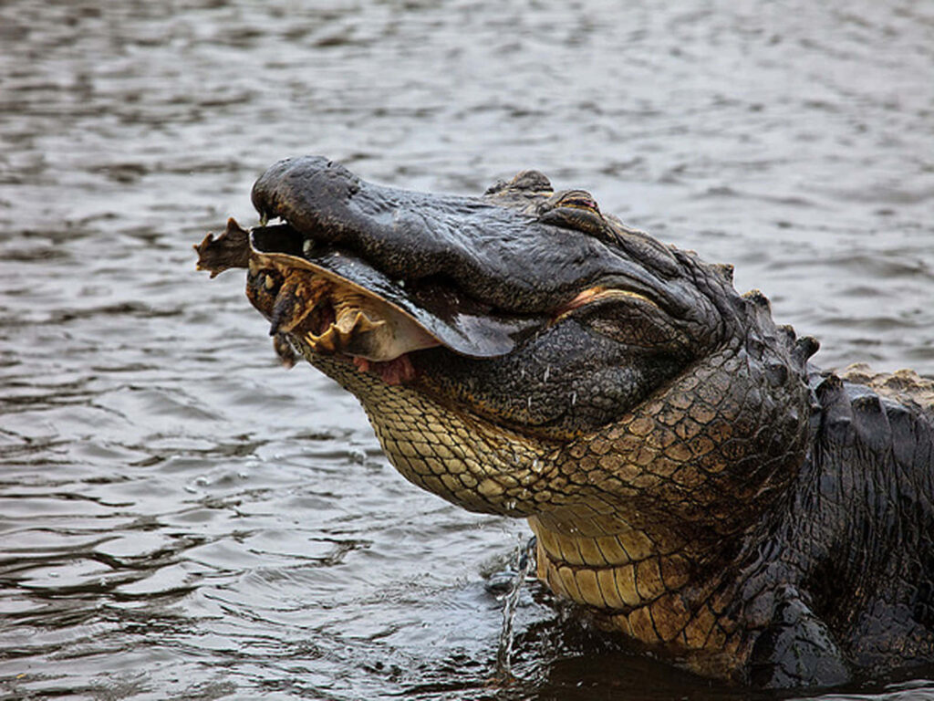 Close-Up of Powerful Alligator with Fish: Raw Aquatic Predator Wallpaper