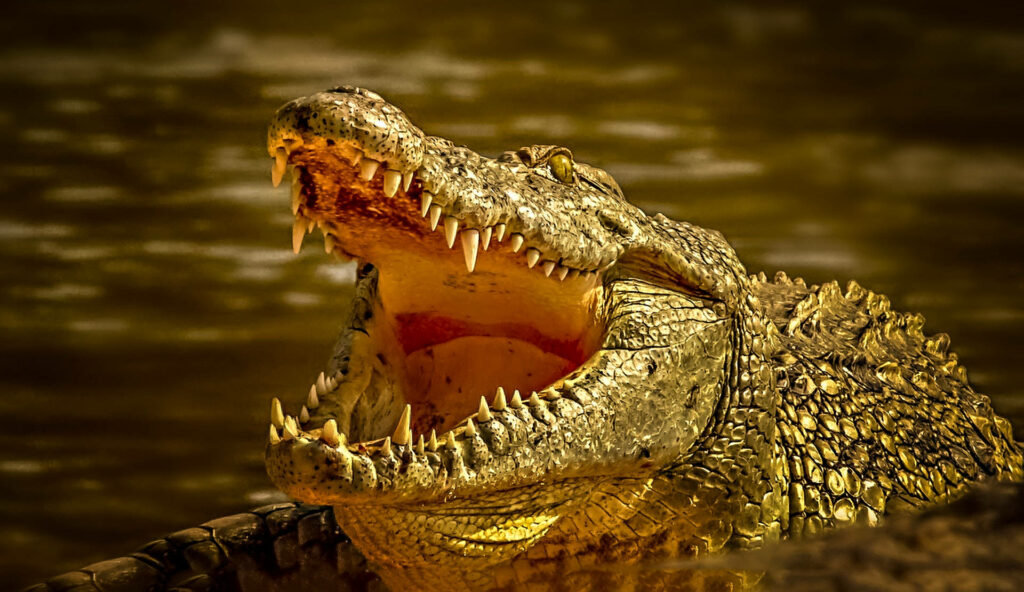 Massive Alligator Wallpaper: Powerful Jaws & Textured Scales