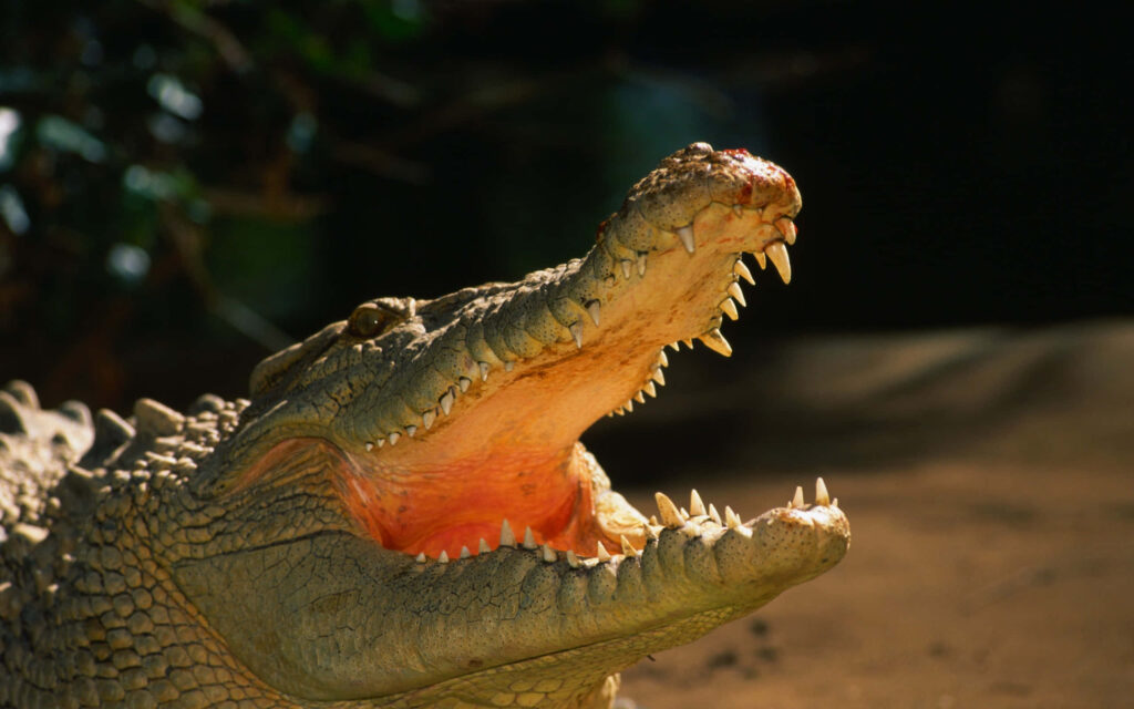 Stunning Alligator Wallpaper: Captivating Details & Warm Lighting