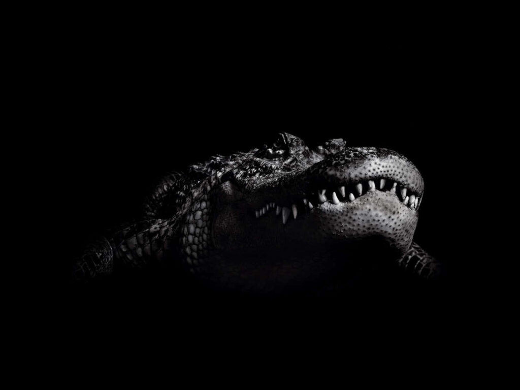 Detailed Alligator Wallpaper with Textured Skin on Dark Background