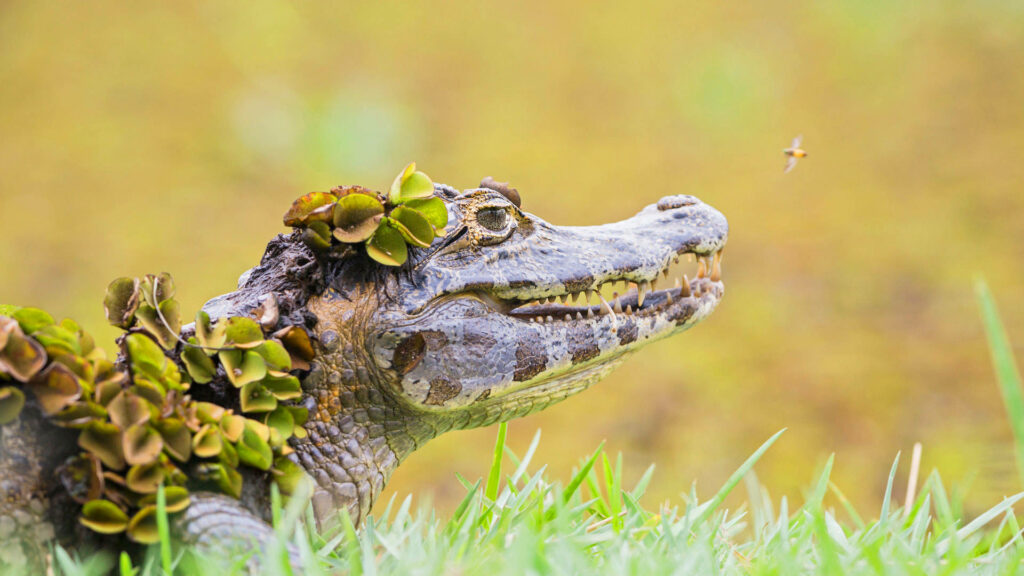 Alligator with Greenery: Serene Nature Wallpaper Background