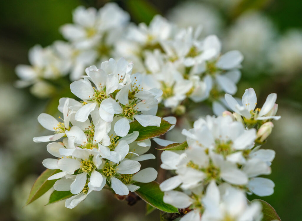 Amelanchier Tree Blossoms - Stunning Spring Wallpaper