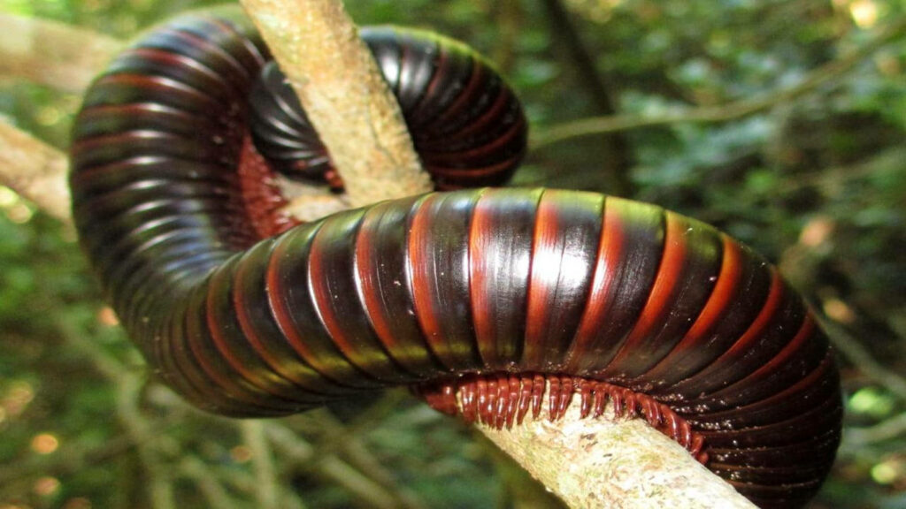 Close-Up of American Giant Millipede on Tree Branch | Nature Wallpaper