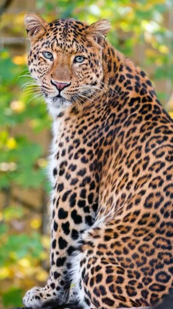 Stunning Amur Leopard Wallpaper: Wild Elegance in Green Background