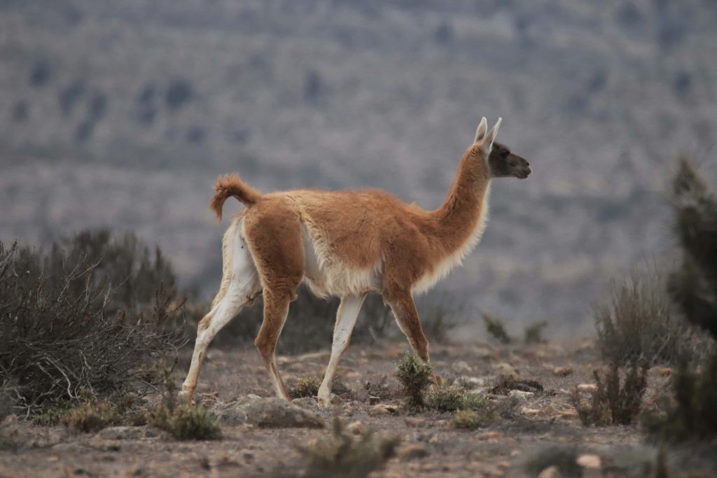 Wild guanaco in rugged Andes landscape with soft brown coat natural habitat wallpaper background