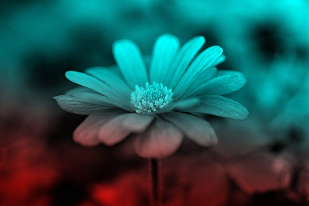 Vibrant Teal & Red Anemone Flower Wallpaper - Close-Up Macro View