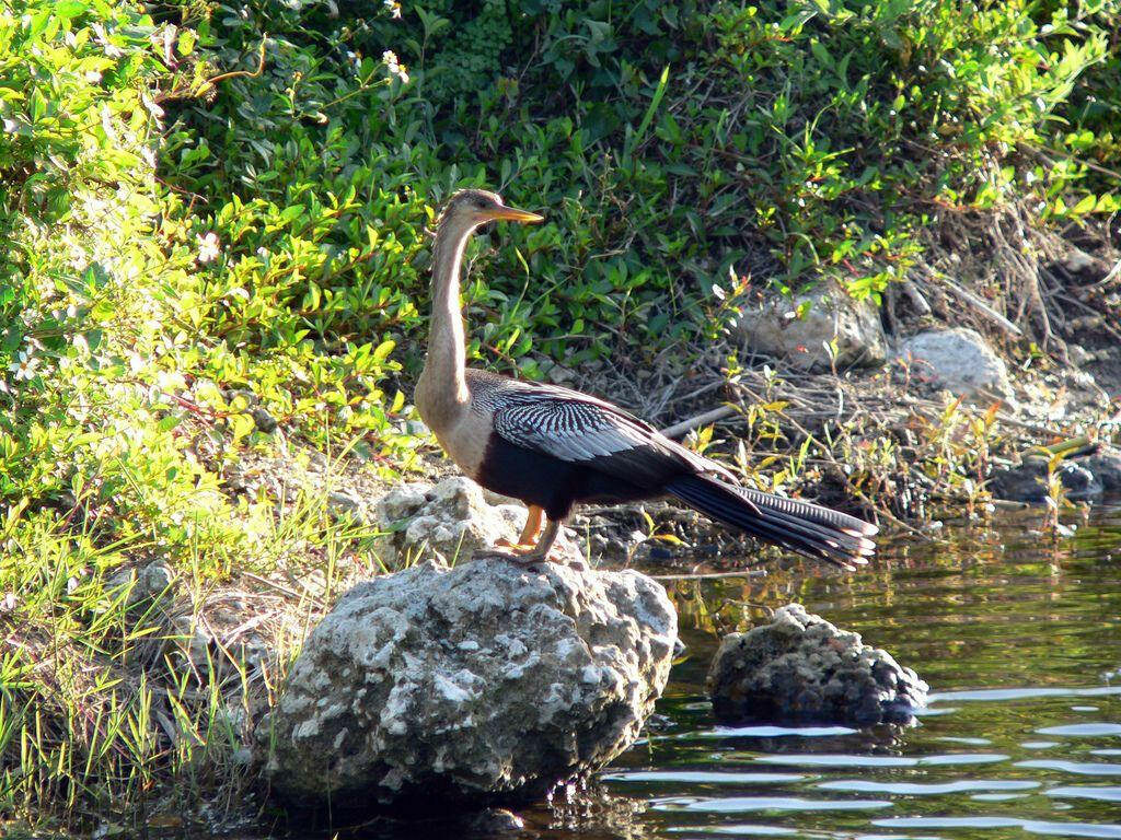 Elegant Anhinga on Rock in Serene Everglades Wallpaper Background