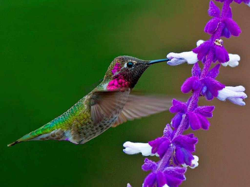 Vibrant Anna's Hummingbird HD Wallpaper - Mid-Flight Beauty