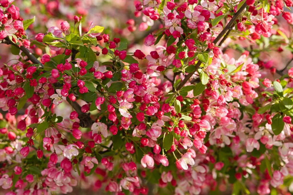 Stunning Apple Tree Wallpaper: Vibrant Pink Blossom Background