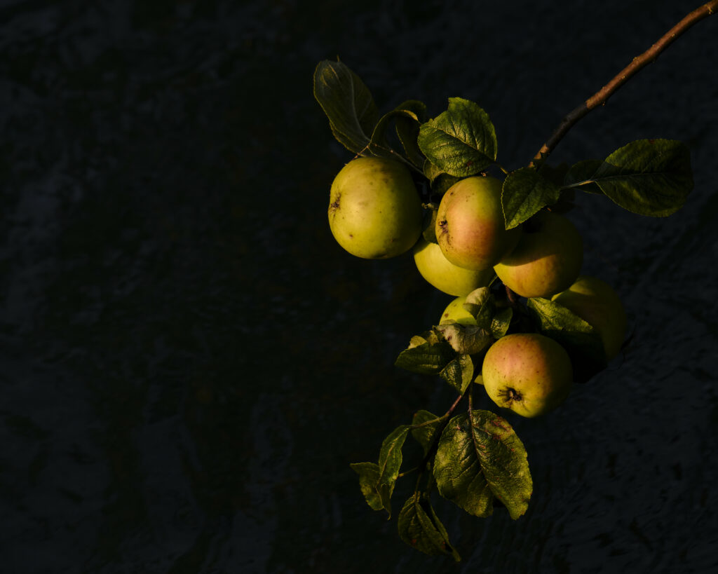 Fresh Apples on Branch Wallpaper: Dark Moody Background Design