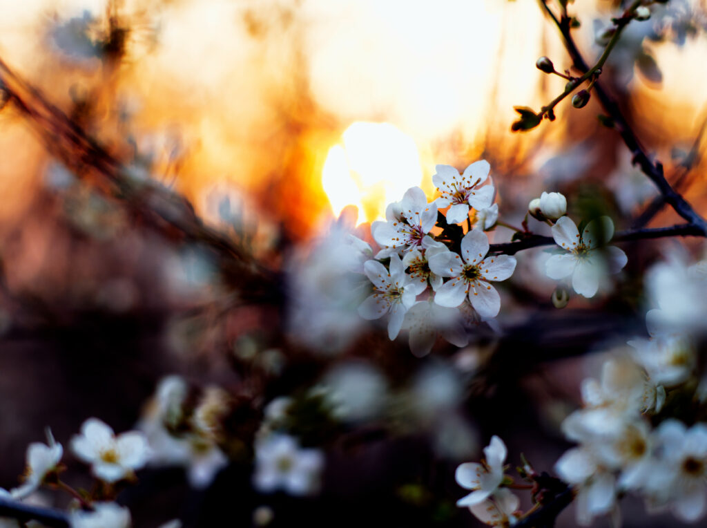 Stunning Apricot Blossom Wallpaper: Spring Close-Up with Warm Background