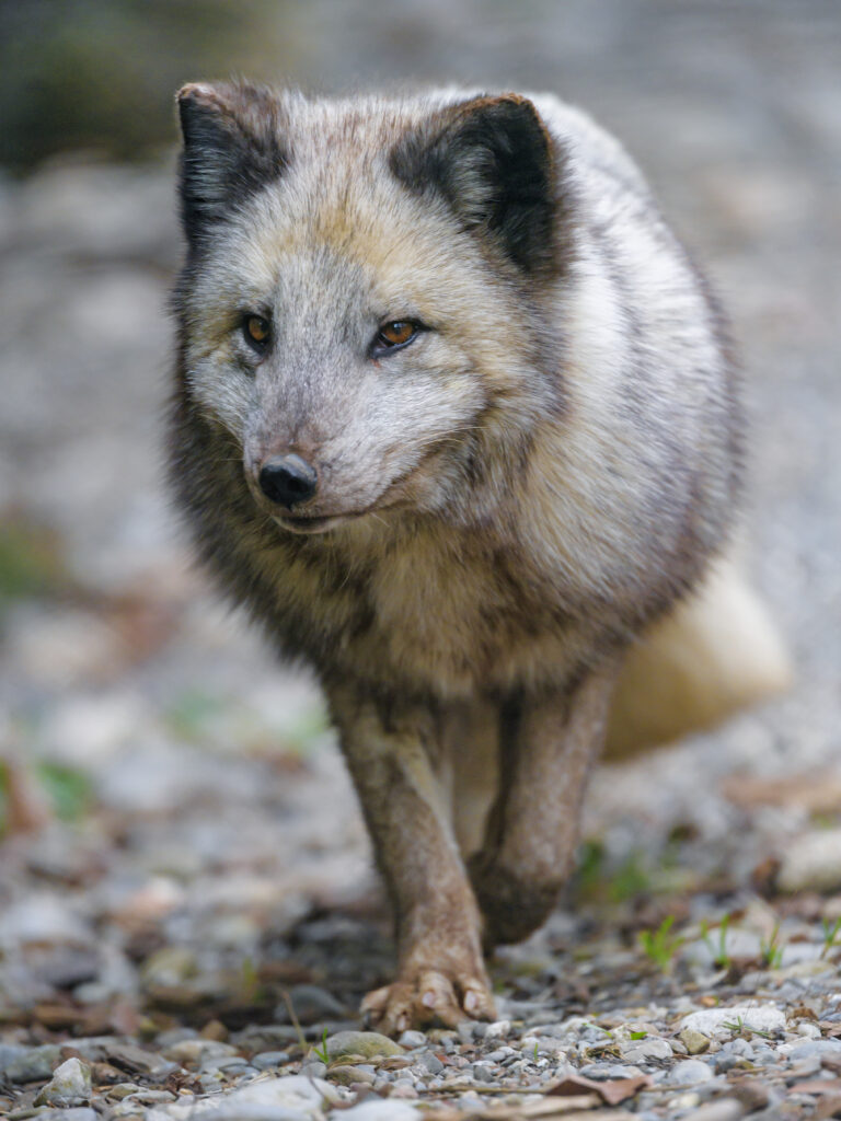 Captivating Arctic Fox Close-Up: Nature’s Wildlife Predator Wallpaper