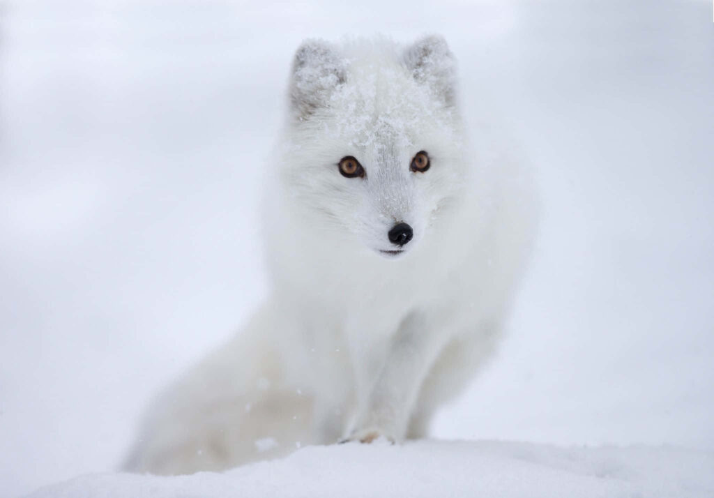 Arctic Fox Wallpaper: Cute Predator in Snowy Wilderness