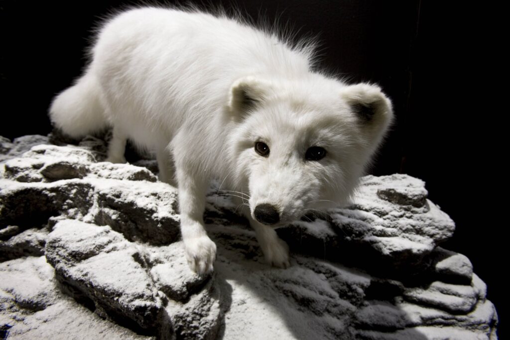Stunning Arctic Fox Wallpaper on Snowy Rocky Terrain