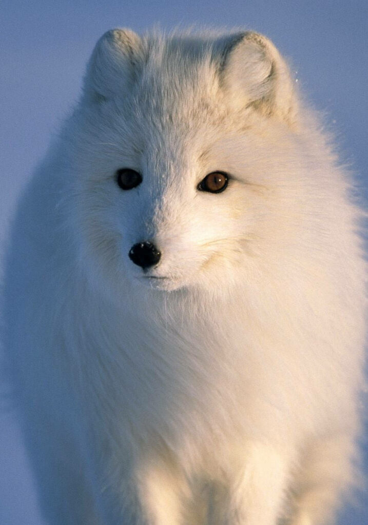 Stunning Arctic Fox Close-Up Wallpaper: Pristine Fur & Snowy Background