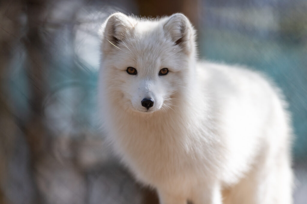Serene Arctic Fox Wallpaper: White Fur & Gentle Expression