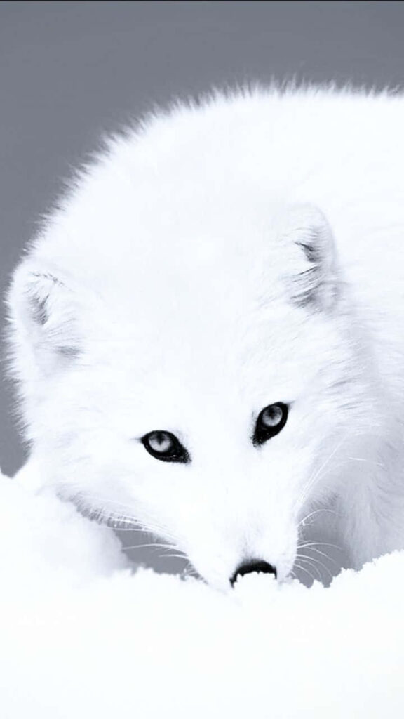Serene Snowy Landscape Wallpaper with Arctic Fox in Winter Scene