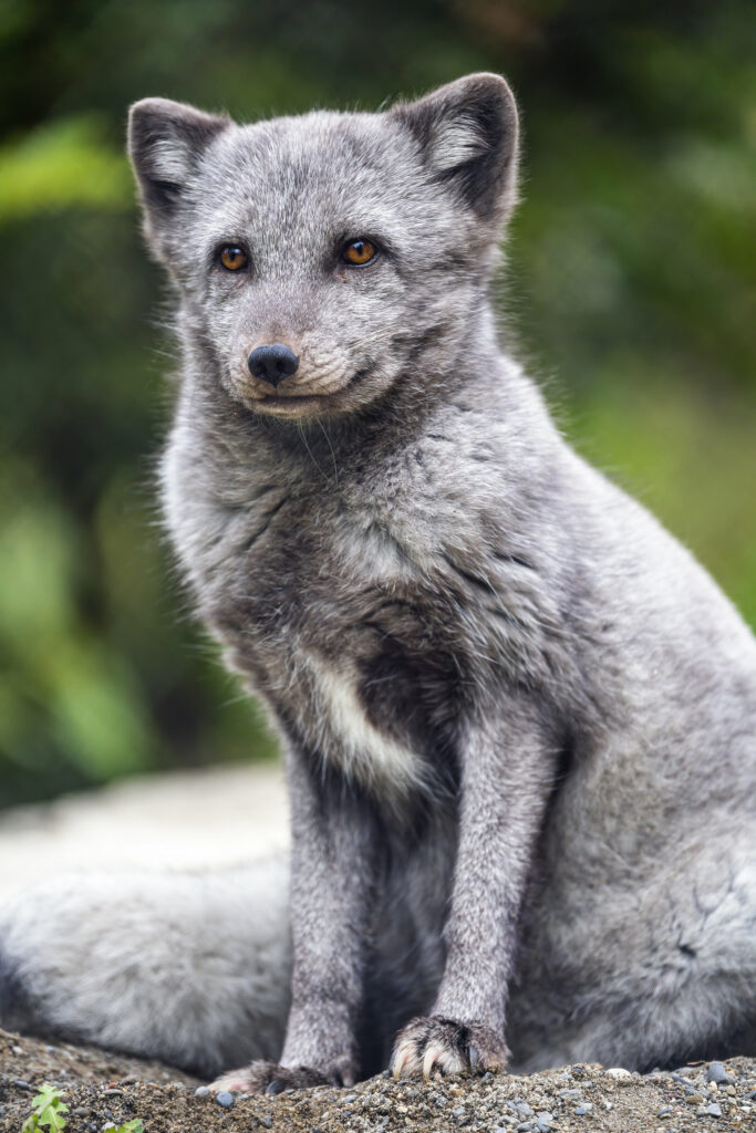 Stunning Arctic Fox Wallpaper: Gray Fur & Captivating Nature Background
