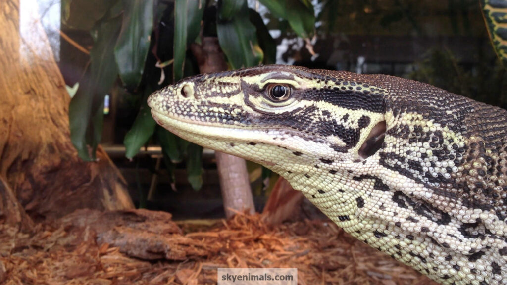Stunning Argus Monitor Lizard Close-Up Wallpaper in Natural Setting