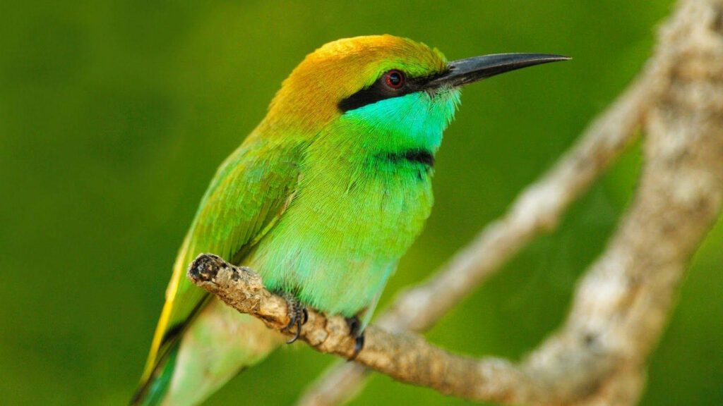 Vibrant Asian Green Bee-eater HD Wallpaper - Stunning Nature Background