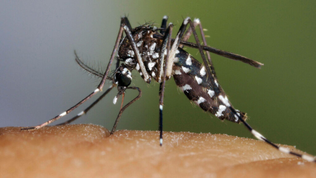 Close-Up of Asian Tiger Mosquito: Striped Pattern & Delicate Wings Wallpaper