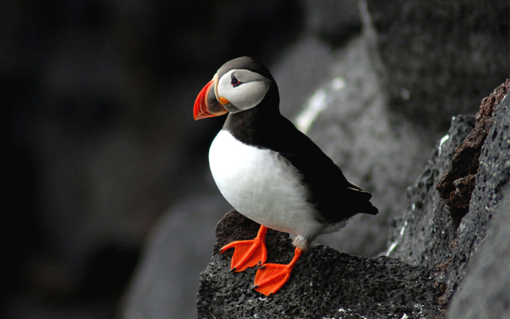 Atlantic Puffin Perched on Rocky Cliff - Striking Nature Wallpaper