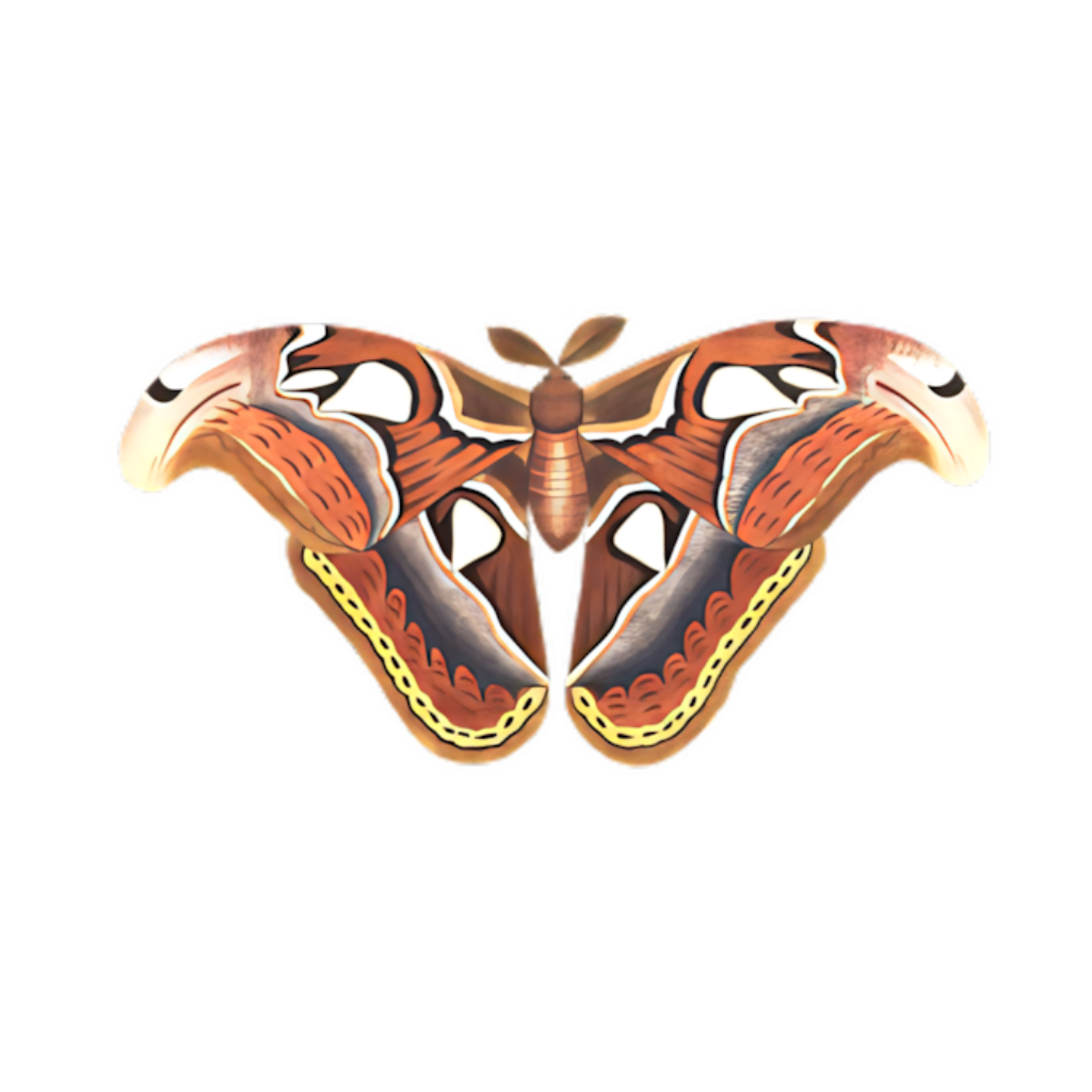 Intricate Atlas Moth Wallpaper: Majestic Brown & Orange PNG Art