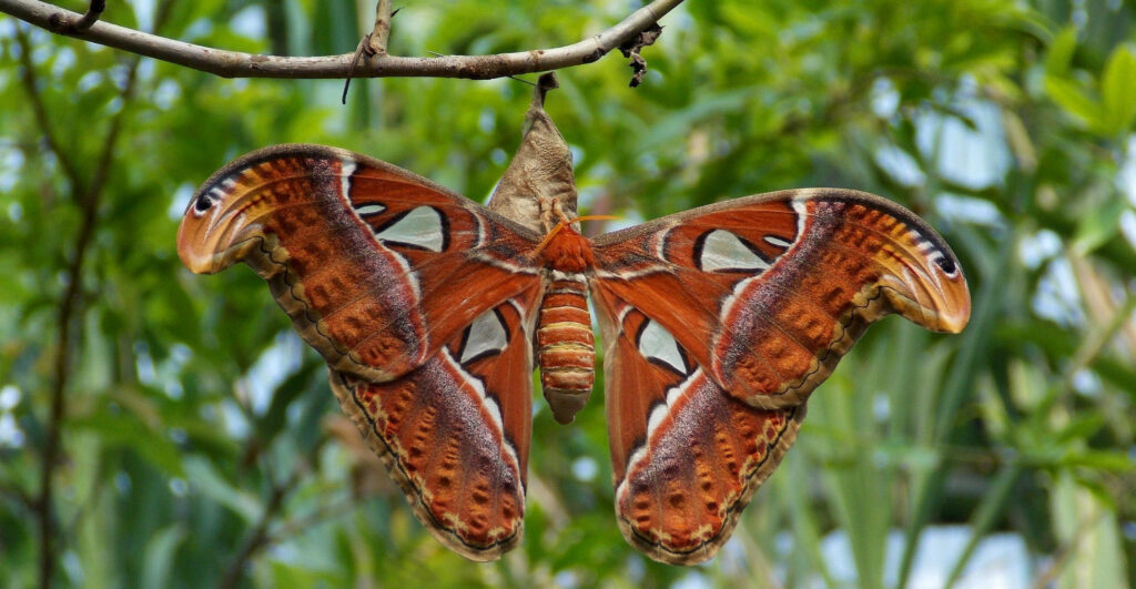 Atlas Moth Emerging: Stunning Wallpaper with Lush Green Background
