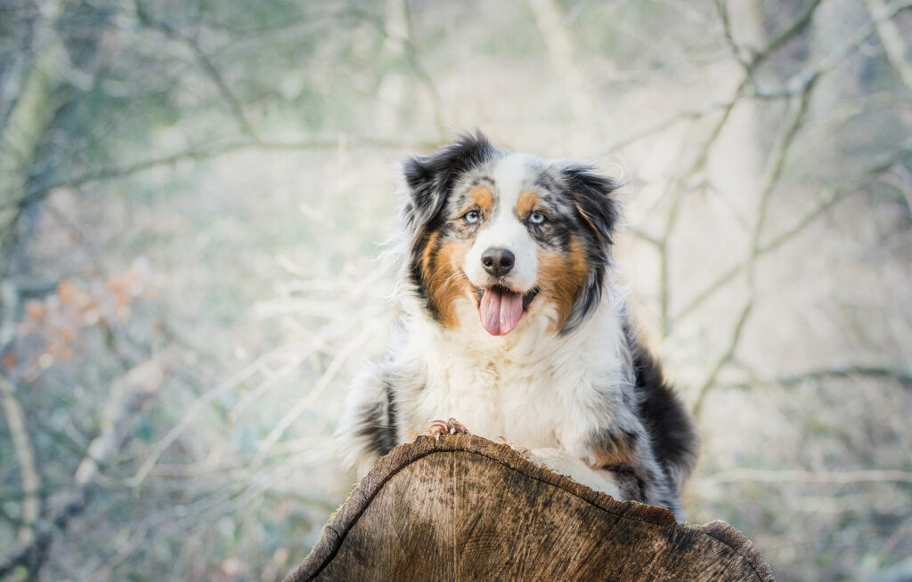 Aussie Dog Wallpaper: Spotted Coat & Playful Nature Background