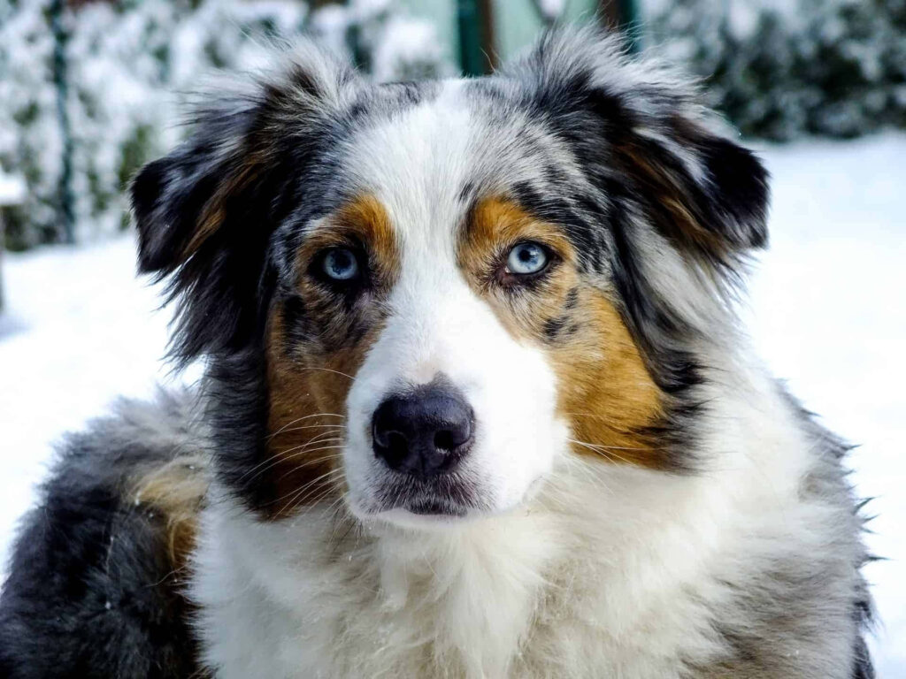 Stunning Australian Shepherd with Blue Eyes in Snowy Winter Landscape Wallpaper