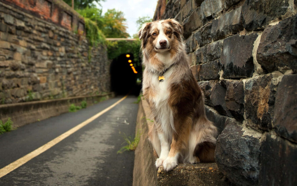 Australian Shepherd on Stone Ledge by Rustic Tunnel: Tranquil Background Wallpaper
