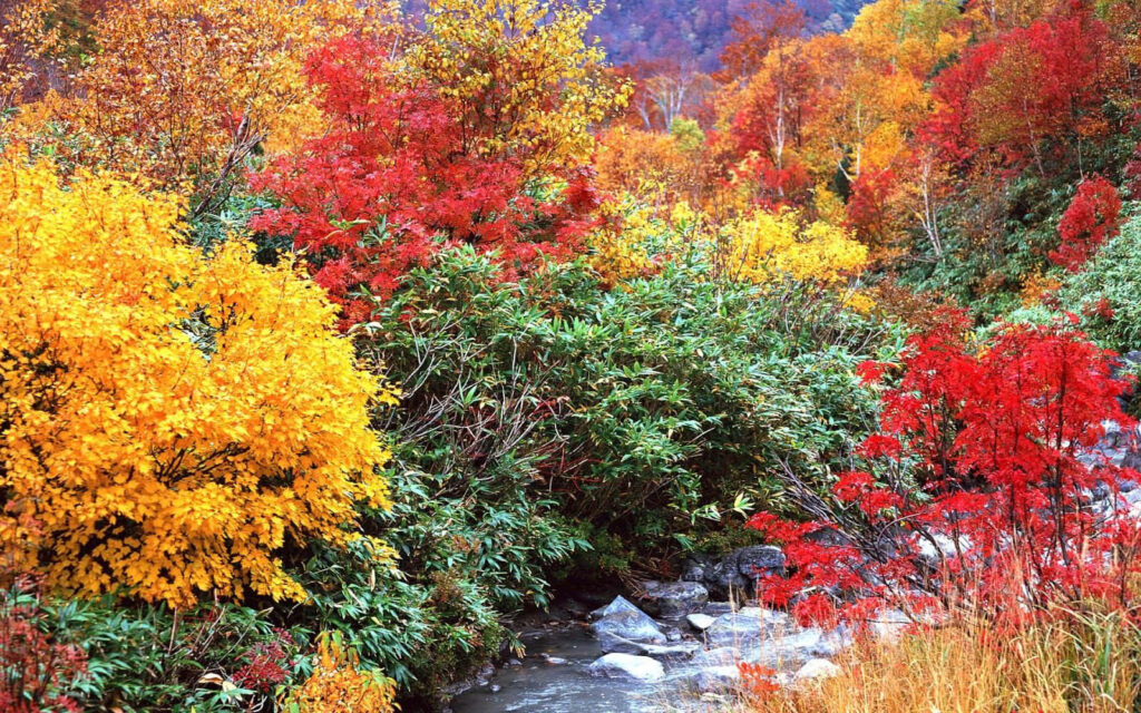 Multicolored Autumn Forest Wallpaper: Serene River & Vibrant Foliage