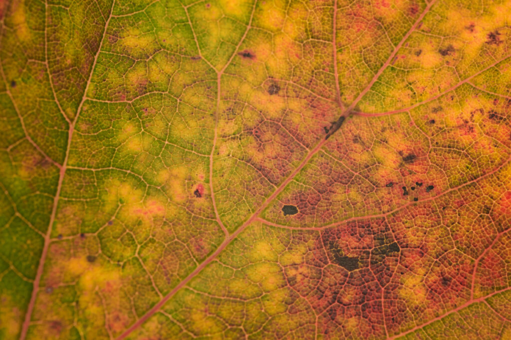 Macro Autumn Leaf Wallpaper: Intricate Veins & Vibrant Color Gradients