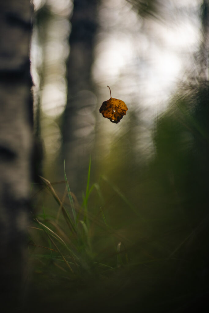 Autumn Leaf in Air: Soft-Focused Fall Wallpaper Background