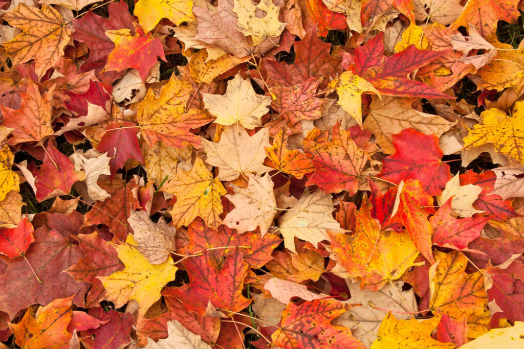 Vibrant Autumn Leaves Wallpaper Background - Fall's Beauty in Colors