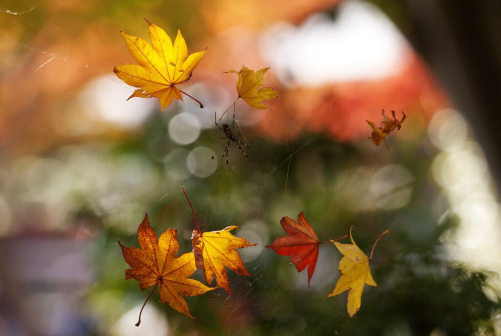 Stunning Autumn Macro Wallpaper: Vibrant Leaves & Soft Bokeh
