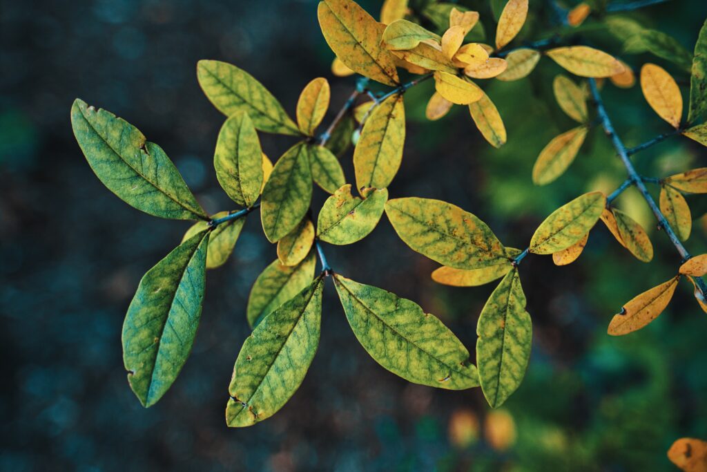 Autumn Leaves Macro Wallpaper: Close-Up of Green & Yellow Branches