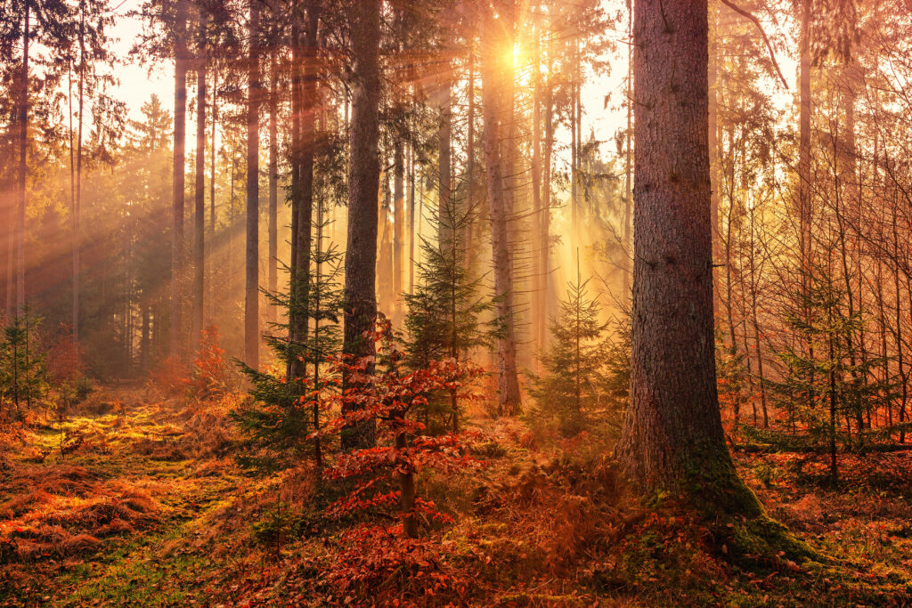 Breathtaking Autumn Vista Wallpaper: Sun-Dappled Forest & Foliage