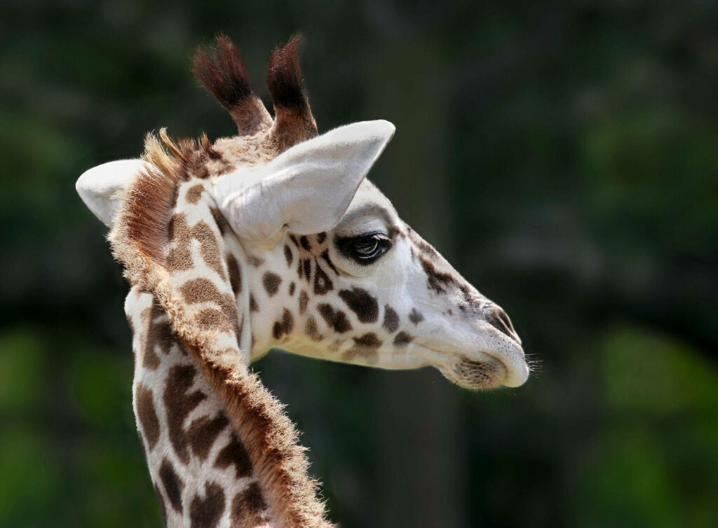 Close-Up of Baby Giraffe with Reddish Hair in Serene Background Wallpaper