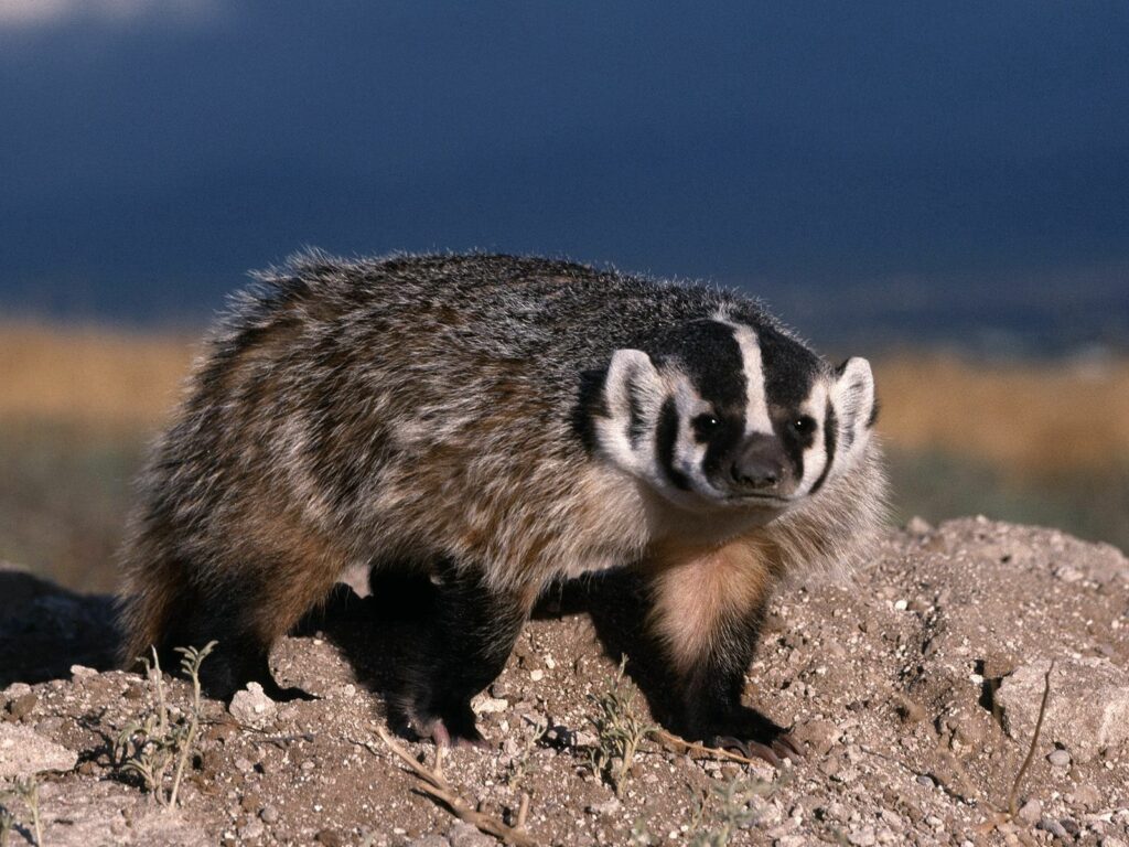 Vibrant Badger Wallpaper on Earth Mound with Natural Color Gradient