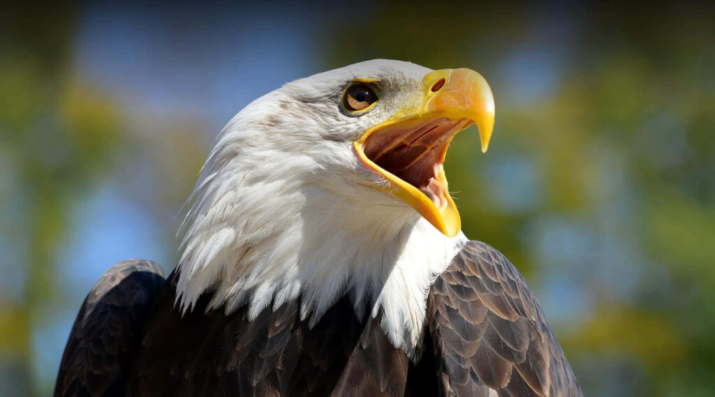 Close-Up of Bald Eagle Screaming: Stunning Bird Wallpaper Background