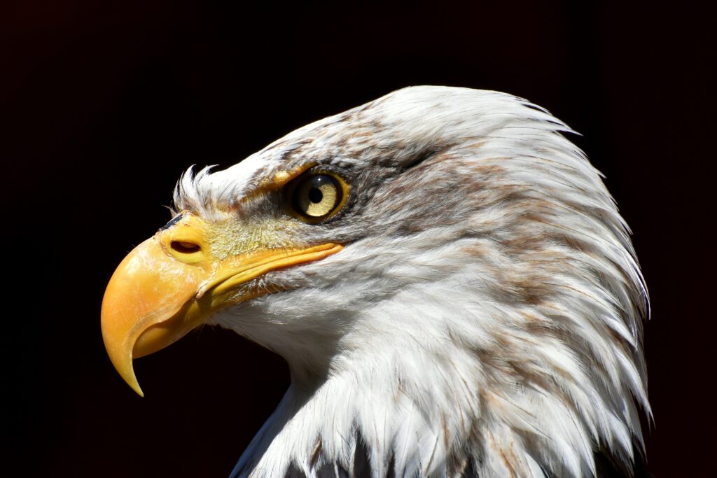 Majestic Bald Eagle Wallpaper: Intense Gaze & Stunning Detail